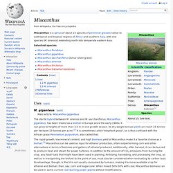 Miscanthus - Wikipedia, the free encyclopedia - (Build 201004010