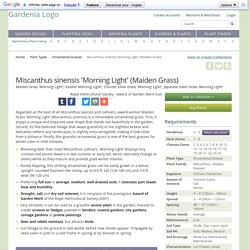 Miscanthus sinensis 'Morning Light' (Maiden Grass)