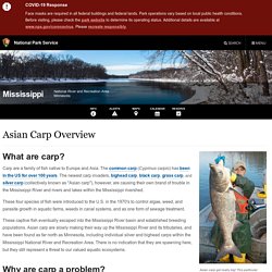 Asian Carp Overview - Mississippi National River and Recreation Area