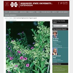 Mississippi State University Extension Service