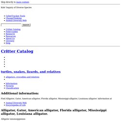 Critter Catalog, Alligator mississippiensis, American alligator