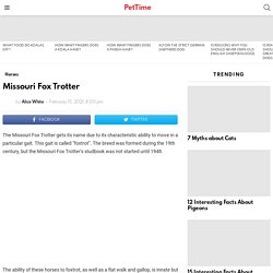 Missouri Fox Trotter - PetTime