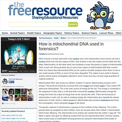 How is mitochondrial DNA used in forensics?