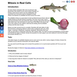 Mitosis in Real Cells