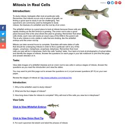 Mitosis in Real Cells
