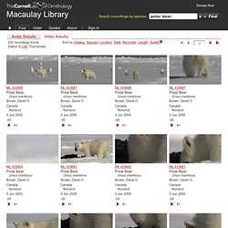 Search Video: polar bear