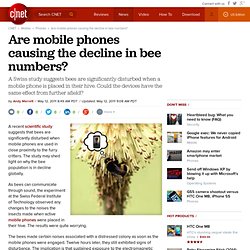 Are mobile phones causing the decline in bee numbers?