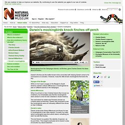 Darwin's mockingbirds knock finches off perch