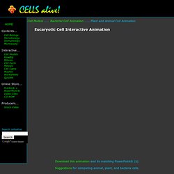 Cell Models: An Interactive Animation