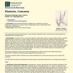 Plantain, Common