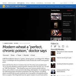 Modern wheat a "perfect, chronic poison," doctor says