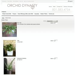 Modern Plants - Orchid Dynasty