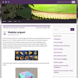 Modular origami – Polypompholyx