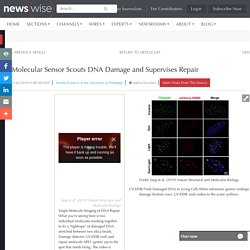 Molecular Sensor Scouts DNA Damage and Supervises Repair