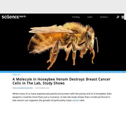 A Molecule in Honeybee Venom Destroys Breast Cancer Cells in The Lab, Study Shows