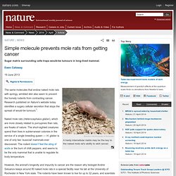 Simple molecule prevents mole rats from getting cancer