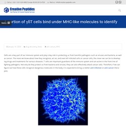 A portion of γδT cells bind under MHC-like molecules to identify harmful cells – Creative Peptides Blog