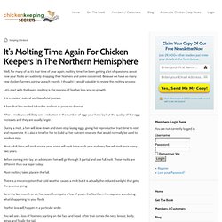 It’s Molting Time Again For Chicken Keepers In The Northern Hemisphere « Chicken Keeping Secrets – How To Keep Chickens At Home