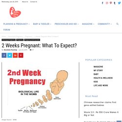 Moma Baby Etc - 2 Weeks Pregnant: What To Expect?