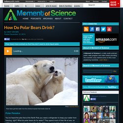 How Do Polar Bears Drink?