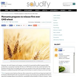 Monanto is preparing to unveil a GMO wheat product.