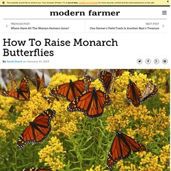 How To Raise Monarch Butterflies