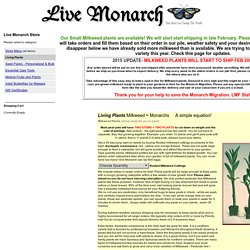 Live monarch butterfly you can raise and release Free milkweed seeds