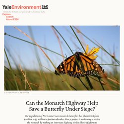 Can the Monarch Highway Help Save a Butterfly Under Siege? - Yale E360