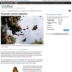 Monarchs’ massive migration