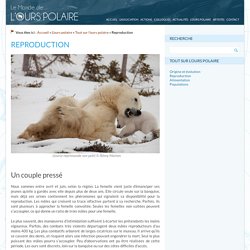 Le monde de l'ours polaire » Reproduction