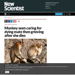 Monkey seen caring for dying mate then grieving after she dies