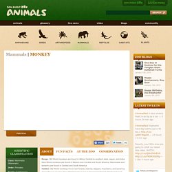 San Diego Zoo's Animal Bytes: Monkey