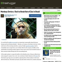 Monkeys Devise a Tool to Break Out of Zoo in Brazil