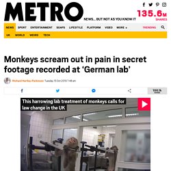Monkeys scream out in pain in secret footage recorded at 'German lab'