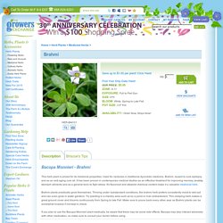 Bacopa Monnieri - Brahmi Plants For Sale