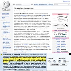 Monodon monoceros, aka "Narvàlo"