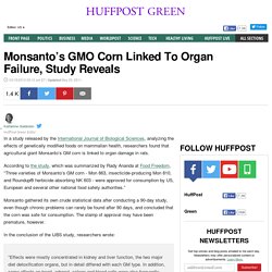 Monsanto's GMO Corn Linked To Organ Failure, Study Reveals