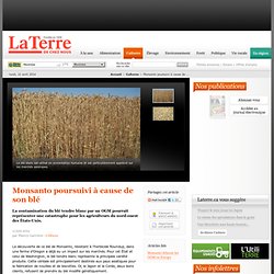 Monsanto poursuivi à cause de son blé