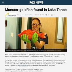 Monster goldfish found in Lake Tahoe