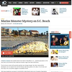 Marine Monster Mystery on S.C. Beach