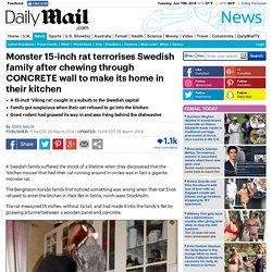 Monster 15-inch rat terrorises Swedish family after chewing through CONCRETE wall