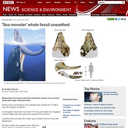 'Sea monster' whale fossil unearthed
