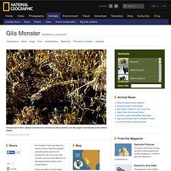 Gila Monsters, Gila Monster Pictures, Gila Monster Facts
