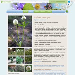 Trèfle de montagne, Trifolium montanum - Fleurs