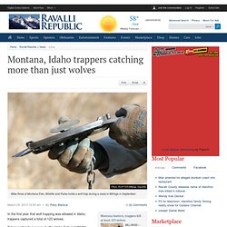 Montana, Idaho trappers catching more than just wolves