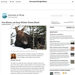 For Moose, an Easy Winter Turns Hard