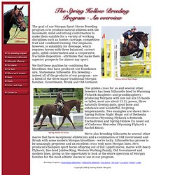 Spring Hollow Morgans - Sport Horse Breeding Program Overview