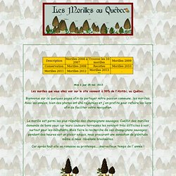 Morilles au du Québec, champignons sauvages