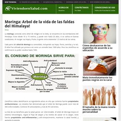 Moringa Arbol de la vida de las faldas del Himalaya!