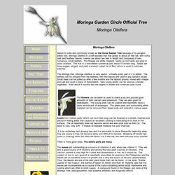 Moringa Garden Circle - Official Tree - Moringa Olefera - Horseradish Tree